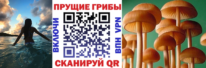 blacksprut зеркало  Кемь  Галлюциногенные грибы Cubensis 